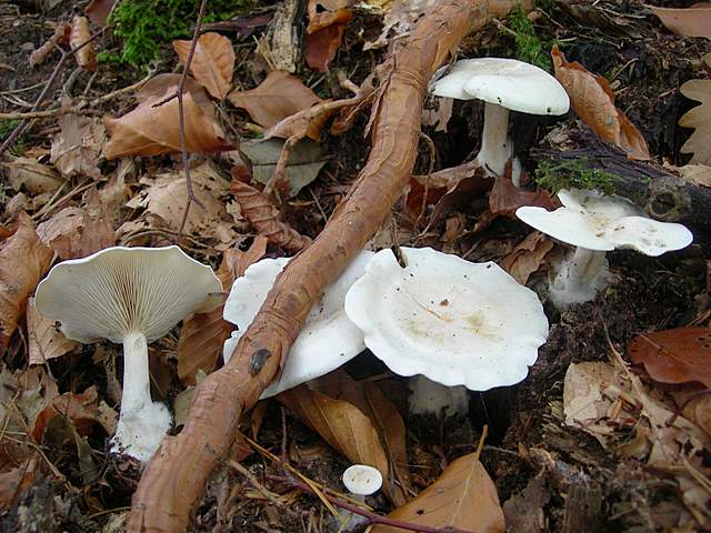 Funghi nella nebbia